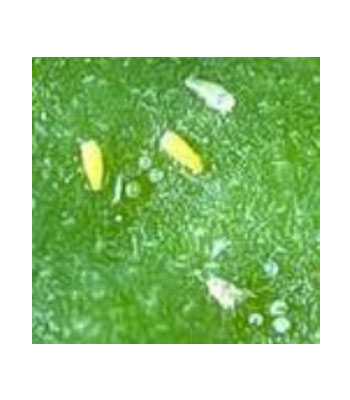 Pridaben-Acaricides-Pesticides-Product1