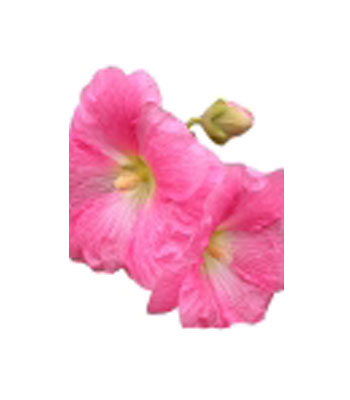 Hollyhock-Glycerol-Extract-product